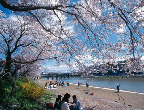 【リバーサイドパーク】
桜並木は花見の名所。人々の心をなごませる風情がある。